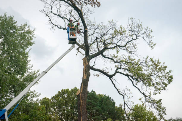 Professional Tree Care Services in Robinhood, MS